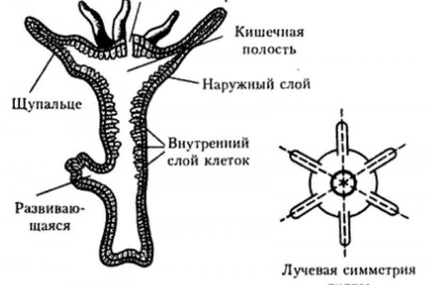 Кракен без впн